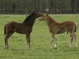 chevaux en westphalie photo