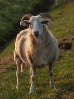 beaucoup de moutons en westphalie photo