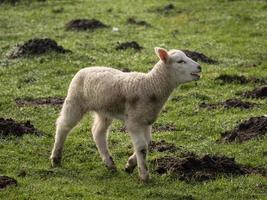 Agneaux sur un pré en Allemagne photo