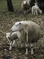 beaucoup de moutons en westphalie photo