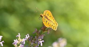 macro de beau papillon photo