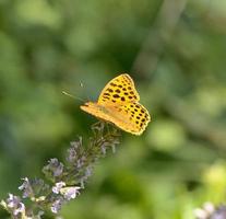 macro de beau papillon photo