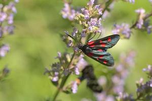 macro de beau papillon photo