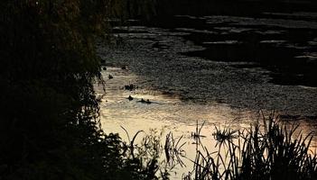 canards dans la rivière photo
