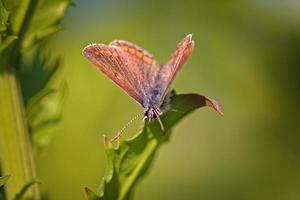 macro de beau papillon photo