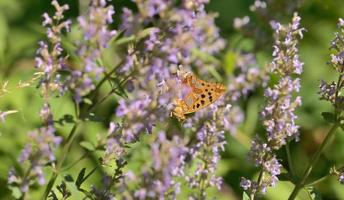 macro de beau papillon photo