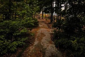 forêt dans la montagne photo