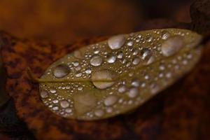 macro de gouttes d'eau photo