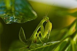 macro de mante photo