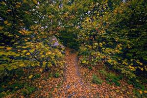 chemin à travers la forêt photo