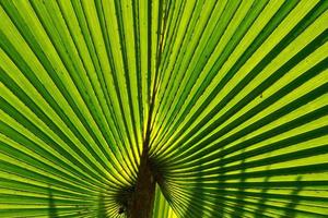 fond de feuille de palmier photo