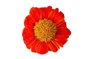 Tithonia rotundifolia sur fond blanc photo