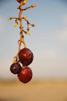 vue sur les raisins rouges photo