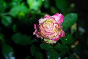 fleur rose dans le jardin photo