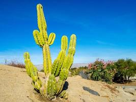 plante de cactus d'Amérique du Nord