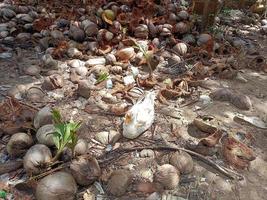 canard et noix de coco sèche nature campagne prairie vie paisible fond photographie image photo