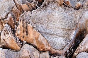 la surface d'un tronc de palmier, gros plan, la texture rugueuse de l'écorce de palmier tropical brun, fond naturel. photo