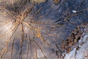 tranche de bois fissurée, texture et motif organiques, section de tronc d'arbre sec à la lumière du soleil, surface de souche, arrière-plan naturel. photo