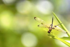 la libellule assise sur une feuille verte photo