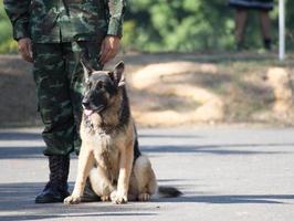 dresser des chiens de guerre photo