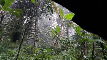 très forte pluie dans la forêt photo