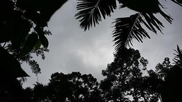 vue des conditions nuageuses dans la forêt photo