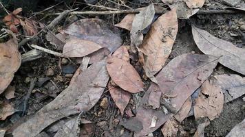 photo simple de feuilles brunes séchées