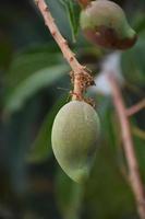 mangue sur arbre. feuille de manguier. photo