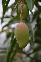 mangue sur arbre. feuille de manguier. photo