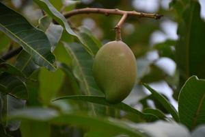 mangue sur arbre. feuille de manguier. photo