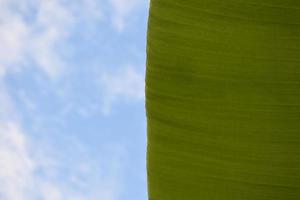 feuille de bananier sur isolat et fond blanc. photo