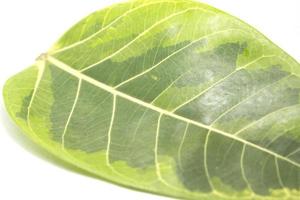 L'hévéa indien à pois est un arbre aux belles feuilles jaune-vert qui sont couramment plantées pour décorer le jardin. feuilles avec détail linéaire ornemental - fond blanc. photo