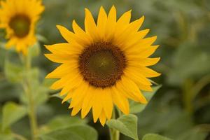 fleur, tournesol sur fond vert, gros plan. paysage photo