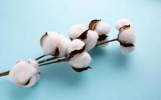 belles fleurs de coton blanc sur fond bleu. industrie du coton. le concept de Pâques. le bouquet sec de décoration photo