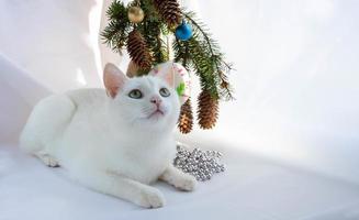 réveillon du nouvel an, 2022.un chat blanc curieux est assis à côté d'un bouquet d'arbres de noël photo