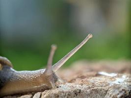 escargot sur le bois, le matin, macrophotographie, gros plan extrême photo