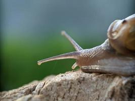 escargot sur le bois, le matin, macrophotographie, gros plan extrême photo