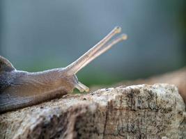 escargot sur le bois, le matin, macrophotographie, gros plan extrême photo