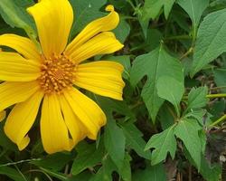 moonflower ou paitan est une sorte de plante en forme de tournesol dont les pétales sont jaunes et le noyau de la fleur est orange photo