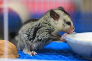 un gros plan d'un planeur de sucre animaux de compagnie qui ont une fourrure douce et peuvent glisser. manger du lait dans la cage. photo