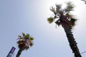 palmiers tropicaux sous le chaud soleil d'été photo