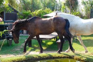 chevaux mangeant paisiblement dans le verger par une journée ensoleillée photo