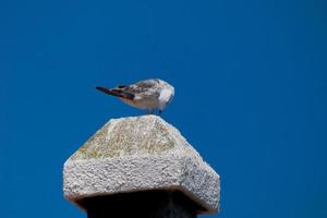 mouettes sur le sentier côtier de la costa brava catalane, s'agaro, sant feliu de guixols photo