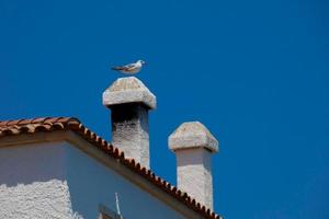 mouettes sur le sentier côtier de la costa brava catalane, s'agaro, sant feliu de guixols photo