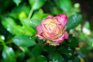 fleur rose dans le jardin photo