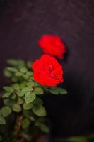 plante fleur rose et vert photo