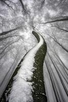 couronne d'arbre d'hiver photo