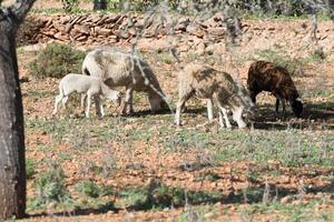 troupeau de moutons dans le champ d'hiver à sant mateu de la albarca, ibiza, espagne. photo