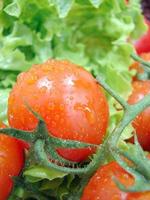 tomates rouges fraîches photo