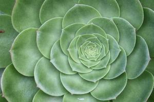 une fin d'une plante succulente. photo